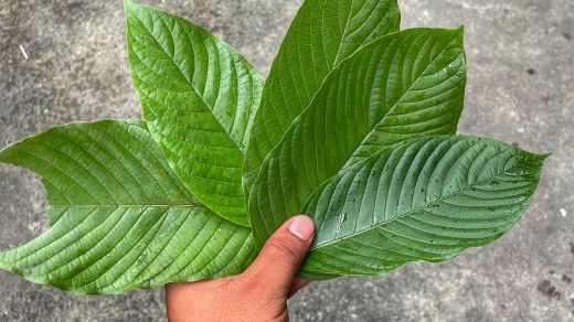 Bali Red Kratom: Your Gateway to Enhanced Focus and Concentration
